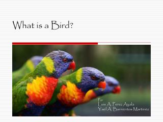 What is a Bird?