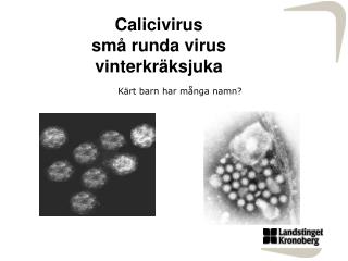 C alicivirus små runda virus vinterkräksjuka
