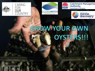 GROW YOUR OWN OYSTERS!!!