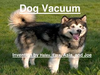 Dog Vacuum