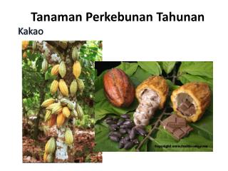Tanaman Perkebunan Tahunan