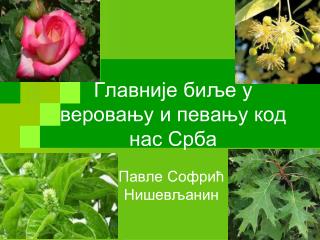 Главније биље у веровању и певању код нас Срба