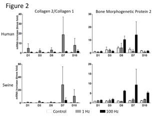 Bone Morphogenetic Protein 2