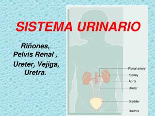 SISTEMA URINARIO