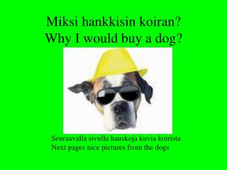 Miksi hankkisin koiran? Why I would buy a dog?