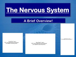 The Nervous System