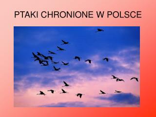 PTAKI CHRONIONE W POLSCE