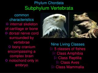 common characteristics internal skeleton of cartilage or bone