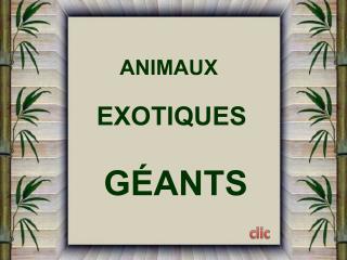 ANIMAUX EXOTIQUES GÉANTS