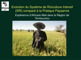Evolution du Système de Riziculture Intensif (SRI) comparé à la Pratique Paysanne