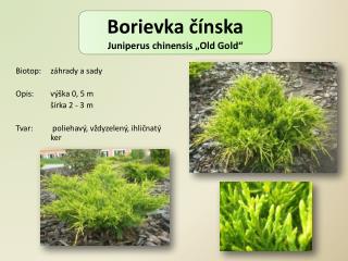 Borievka čínska Juniperus chinensis „ Old Gold “