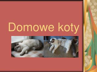 Domowe koty