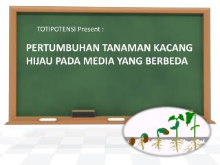 PERTUMBUHAN TANAMAN KACANG HIJAU PADA MEDIA YANG BERBEDA