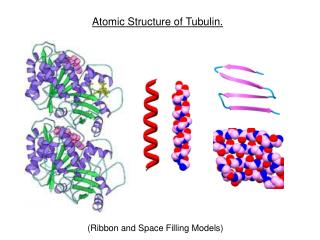 Atomic Structure of Tubulin.