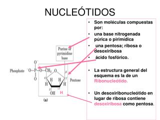 NUCLEÓTIDOS