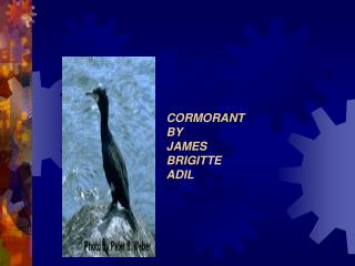 CORMORANT BY JAMES BRIGITTE ADIL