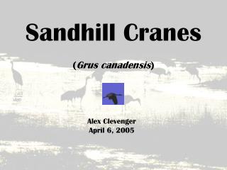 Sandhill Cranes ( Grus canadensis )