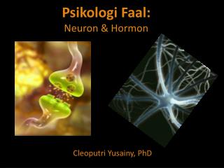 Psikologi Faal: Neuron &amp; Hormon