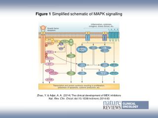 Figure 1 Simplified schematic of MAPK signalling