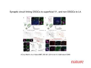 A Cruz-Mart ín et al. Nature 507 , 358-361 (2014) doi:10.1038/nature12989