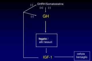 fegato / altri tessuti