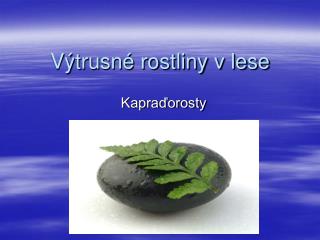 Výtrusné rostliny v lese