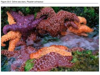 Figure 33.0 Ochre sea stars, Pisaster ochraceus