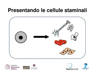 Presentando le cellule staminali