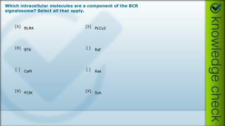 Which intracellular molecules are a component of the BCR signalosome ? Select all that apply.