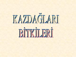 KAZDAĞLARI BİTKİLERİ