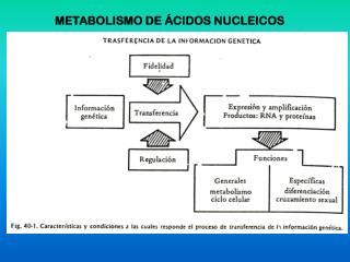 METABOLISMO DE ÁCIDOS NUCLEICOS