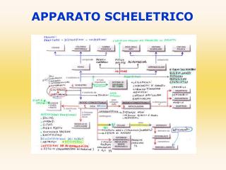 APPARATO SCHELETRICO