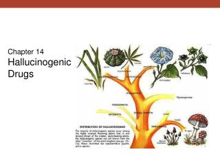 Chapter 14 Hallucinogenic Drugs