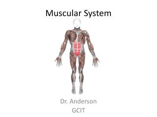 Muscular System