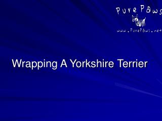Wrapping A Yorkshire Terrier
