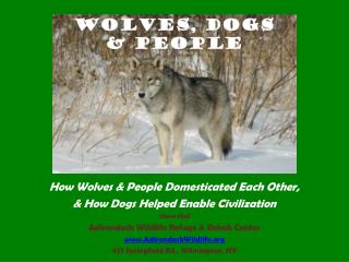 How Wolves &amp; People Domesticated Each Other, &amp; How Dogs Helped Enable Civilization Steve Hall