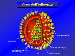 Virus dell’influenza