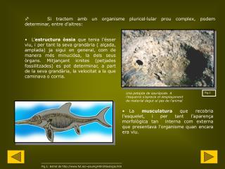 	 Si tractem amb un organisme pluricel·lular prou complex, podem determinar, entre d’altres: