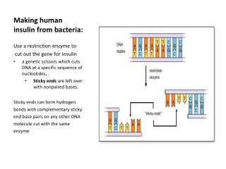 Making human insulin from bacteria: