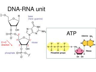 DNA-RNA unit