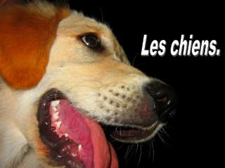 Les chiens.