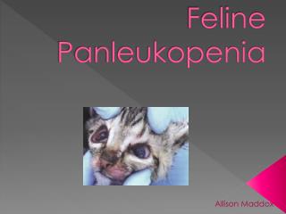 Feline Panleukopenia