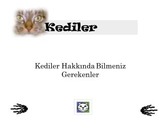 Kediler Hakkında Bilmeniz Gerekenler