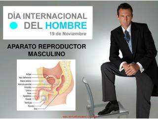APARATO REPRODUCTOR MASCULINO