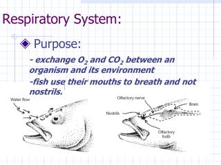 Respiratory System: