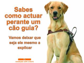 Sabes como actuar perante um cão guia ?