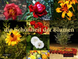 die Schönheit der Blumen