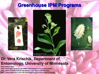 Greenhouse IPM Programs