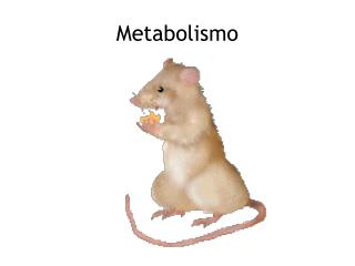 Metabolismo