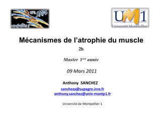 Mécanismes de l’atrophie du muscle 2h